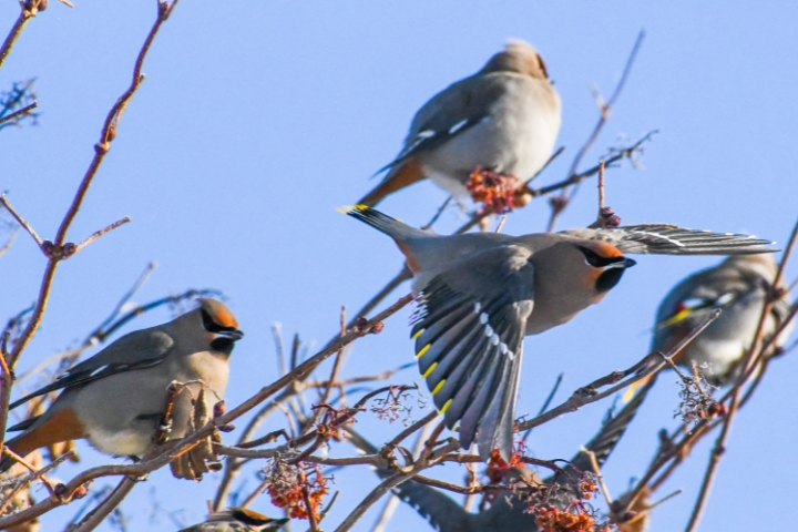 BirdWatchingLaPineStatePark-720×480